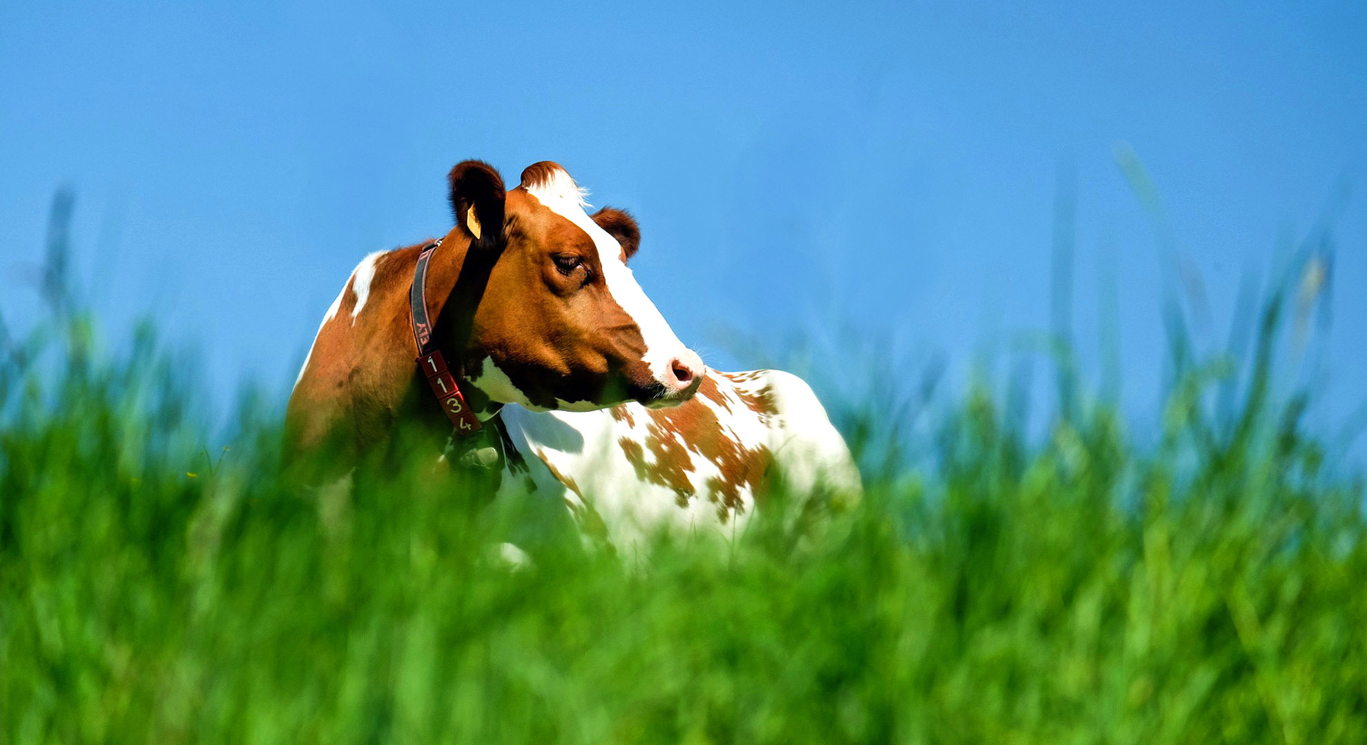 Für die Gesundheit Ihrer Tiere